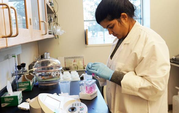 Washington University graduate student Anushka Mishrra tests water samples for chlorine on Nov. 21, 2018, as part of a lead-corrosion study. SHAHLA FARZAN | ST. LOUIS PUBLIC RADIO