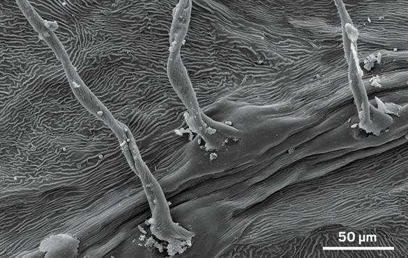 Scanning electron micrograph shows the surface of a silver birch leaf before exposure to diesel exhaust. Credit: Environ. Sci. Technol.