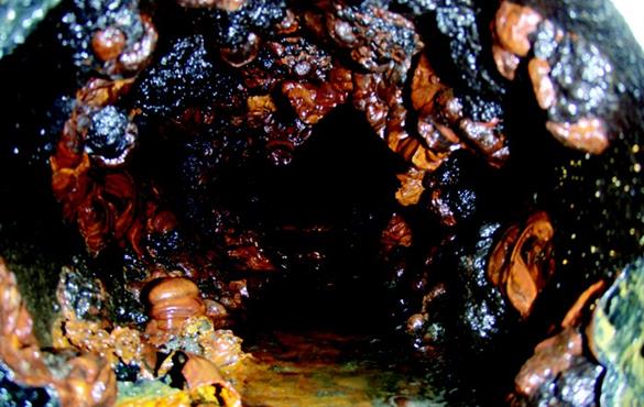 Credit: Courtesy of John Phillips, O’Brien & Gere. The interior of a corroded cast-iron water pipe is layered with chemical scales and microbial biofilms, all of which influence water quality at the faucet.