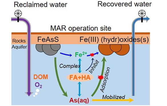 This diagram demonstrates how it is that the perfectly potable water used to recharge an aquifer can become contaminated with dangerous levels of arsenic. (Credit: Jun Lab)