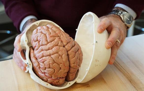 Philip Bayly, a mechanical engineer at Washington University, holds a model of a human brain. Bayly is part of a team of engineers and doctors working to better understand brain injuries. SHAHLA FARZAN | ST. LOUIS PUBLIC RADIO