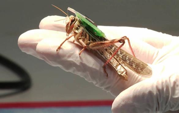 Projects completed by ESE seniors include assisting with the development of a robot that will automate the surgery of cyborg locusts. File photo