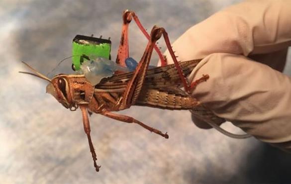 Scientists put sensors on the insects to monitor neural activity and decode the odors presents in the environment. (Baranidharan Raman)