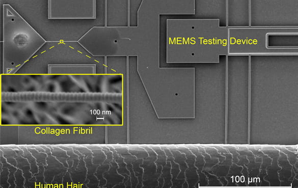 A collagen fibril mounted on a MEMS mechanical testing device. At the bottom is a single human hair for size comparison.